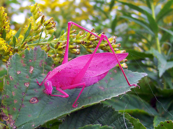 Resultado de imagen de saltamontes rosa