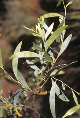 Archivo:Acacia citrinoviridis 3.jpg