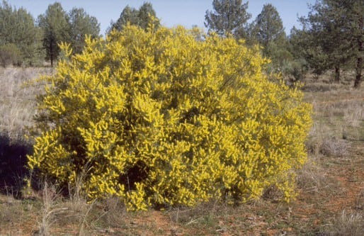 Archivo:Acacia colletioides 1.jpg