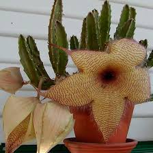 Estrella de las moscas.jpg