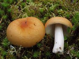 Russula decolorans.jpg