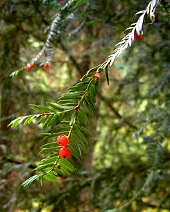 245px-Taxus brevifolia Blue Mts WA.jpg