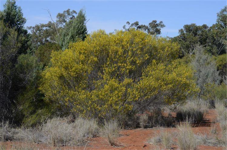 Archivo:Acacia doratoxylon 2.jpg