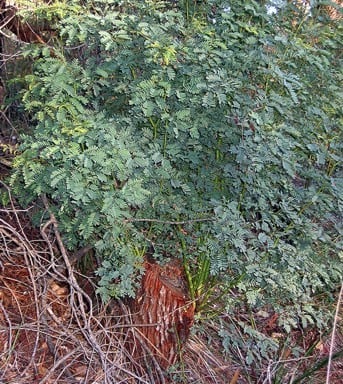 Archivo:Acacia linearifolia 2.jpg