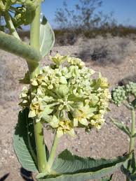 Asclepias erosa.jpg