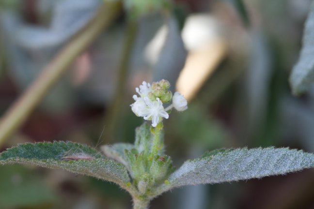 Archivo:Croton glandulosus 2.jpg