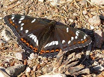 Mariposa Ninfa Mayor.jpg