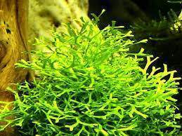 Riccia Fluitans...jpg