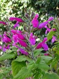 Salvia Dorisiana.jpg