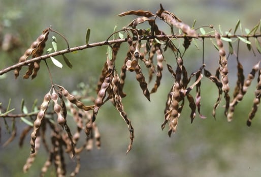 Archivo:Acacia maitlandii 6.jpg
