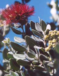 Metrosideros princ.jpg