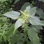 Archivo:Hortiga.jpg