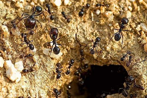 Archivo:Inteligencia de enjambre.jpg