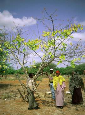 Moringa ruspoliana 1.jpg