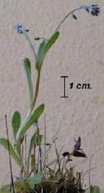 Myosotis ramosissima.jpg