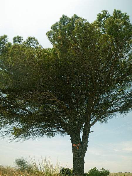Archivo:Pinus pinea.jpg