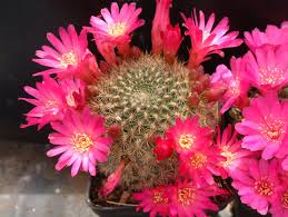 Rebutia marsoneri Werderm.jpeg