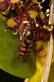 Syrphus octomaculata.jpg