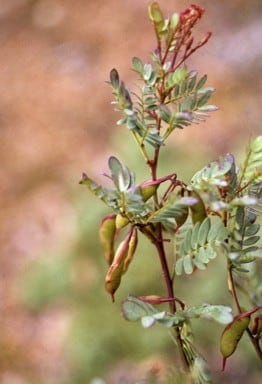 Archivo:Acacia gilbertii 1.jpg