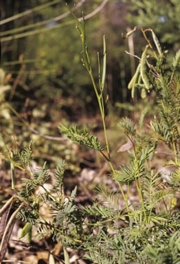 Archivo:Acacia insolita 3.jpg