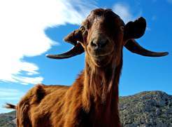 Cabra-mallorquina 2.jpg