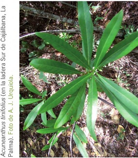 Caobilla de sabana.jpg