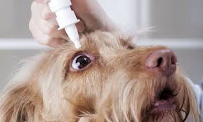 Conjuntivitis canina.jpg