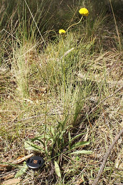 Archivo:Craspedia canens.jpg