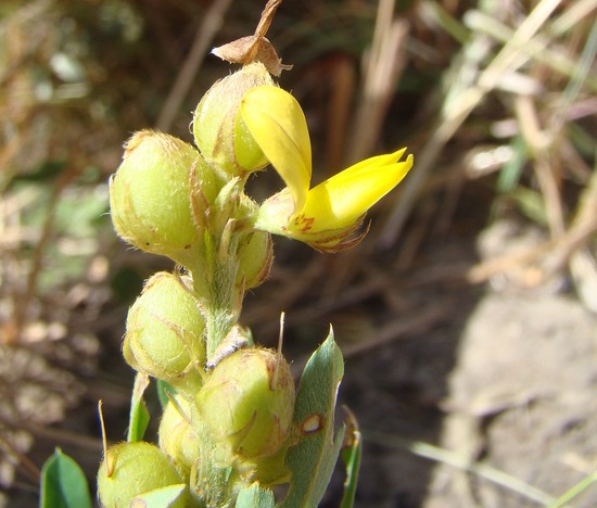Archivo:Crotalaria cuspidata 2.jpg
