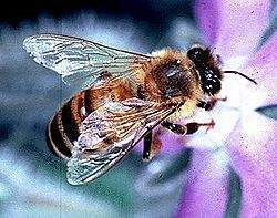 250px-Apis mellifera bi.jpg