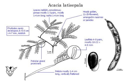 Archivo:Acacia latisepala.jpg
