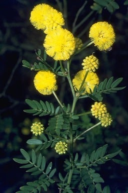 Archivo:Acacia leioderma 2.jpg