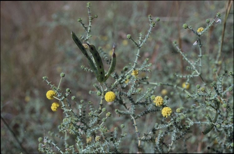 Archivo:Acacia lycopodiifolia 1.jpg