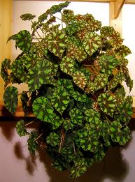 Begonia boware.jpg