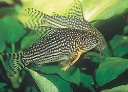 Corydora sterbai.JPG