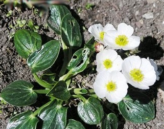 Archivo:Hierba mal1.jpeg