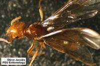 Hormiga cidronela.jpg