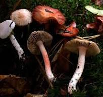 Inocybe pudica.jpg