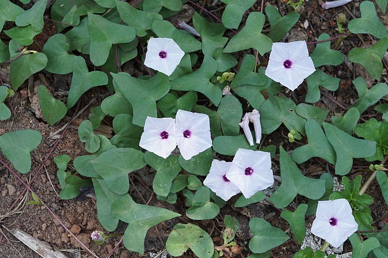 Archivo:Ipomoea marginata.jpg