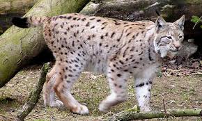 Lince Boreal1.jpg