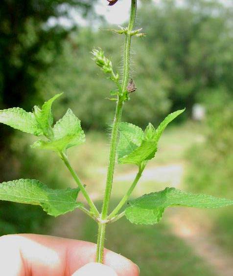 Archivo:Salvia coccinea hojas.jpg