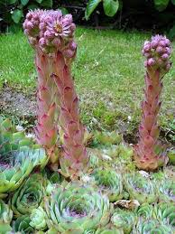 Sempervivum calcereume.jpg