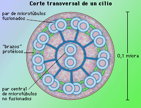 CILIOS.JPG