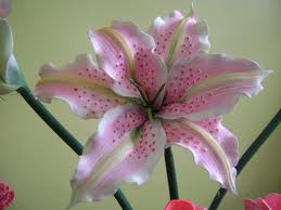 Clavel Lily.jpg