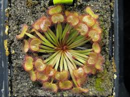 Drosera kenneallyi.jpg