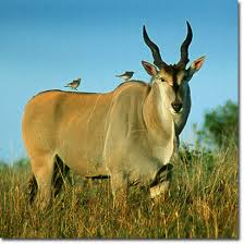 Eland del cabo.jpg