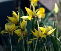 Tulipa sylvestris.JPG