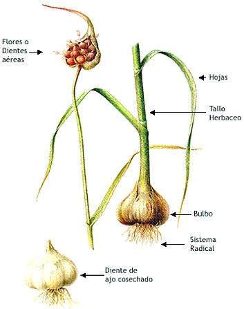 Archivo:Ajo ilustracion.jpg