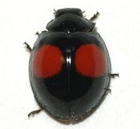 Chilocorus cacti122.jpg