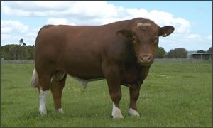 Ganado Maine Anjou.jpg